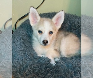 Pomsky Puppy for sale in HOLLYWOOD, CA, USA