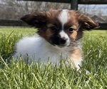 Small #4 Papillon