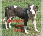 Small Photo #3 American Pit Bull Terrier-Unknown Mix Puppy For Sale in Richmond, VA, USA