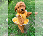 Small #4 Goldendoodle mix (+ Poodle Miniature)