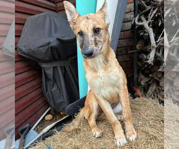 Medium Photo #2 Australian Shepherd-Unknown Mix Puppy For Sale in Canton, CT, USA