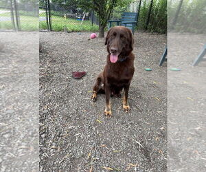 Labrador Retriever-Unknown Mix Dogs for adoption in Elmsford, NY, USA