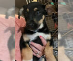 Small #5 Chiweenie