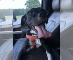 Small #4 Labrador Retriever Mix