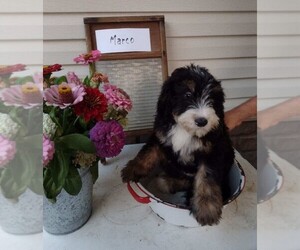 Bernedoodle (Miniature) Puppy for sale in FREDERICKSBURG, OH, USA