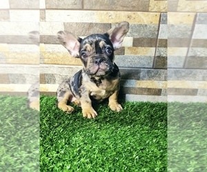 French Bulldog Puppy for sale in ATLANTA, GA, USA