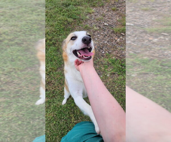 Medium Photo #1 Mutt Puppy For Sale in Oak Bluffs, MA, USA