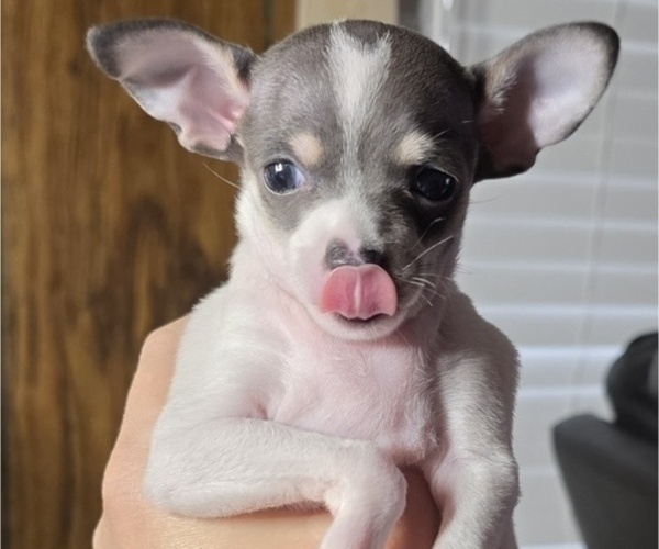 Medium Photo #2 Chihuahua Puppy For Sale in MIDDLEBURG, PA, USA