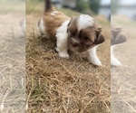 Small Photo #48 Shih Tzu Puppy For Sale in VENETA, OR, USA