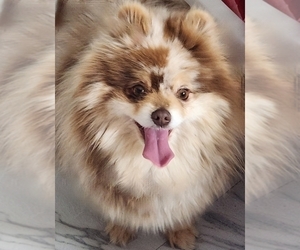 Mother of the Pomeranian puppies born on 09/02/2023