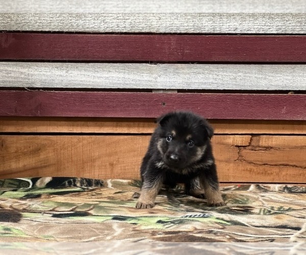 Medium Photo #2 German Shepherd Dog Puppy For Sale in AUSTIN, IN, USA