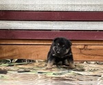 Small Photo #2 German Shepherd Dog Puppy For Sale in AUSTIN, IN, USA
