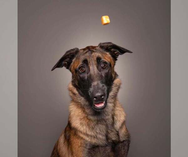 Medium Photo #17 Mutt Puppy For Sale in Imlay City, MI, USA