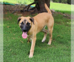 Small #4 Black Mouth Cur Mix