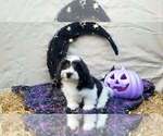 Puppy Puppy Chanel Schweenie