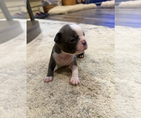 Medium Photo #5 Boston Terrier Puppy For Sale in FREDONIA, KS, USA