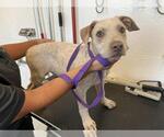 Small American Pit Bull Terrier Mix