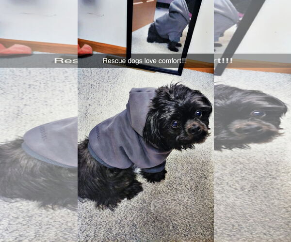 Medium Photo #2 Shih Tzu Puppy For Sale in St. Louis Park, MN, USA