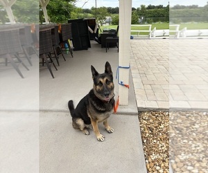 Father of the German Shepherd Dog puppies born on 07/07/2026