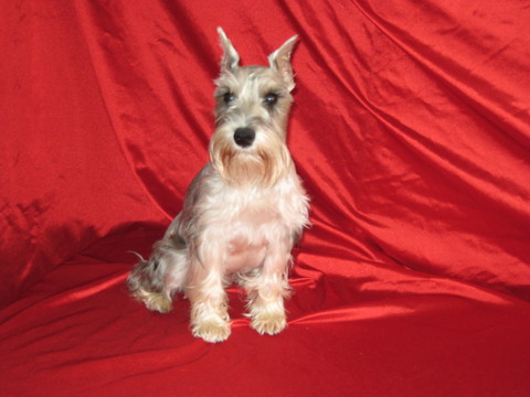 Medium Photo #1 Schnauzer (Miniature) Puppy For Sale in GASTONIA, NC, USA