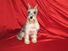 Small Photo #1 Schnauzer (Miniature) Puppy For Sale in GASTONIA, NC, USA