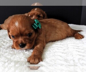Cavalier King Charles Spaniel Puppy for sale in CARLISLE, KY, USA