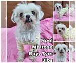 Small Photo #1 Maltese Puppy For Sale in Seattle, WA, USA