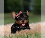 Small Photo #70 Yorkshire Terrier Puppy For Sale in WARSAW, IN, USA