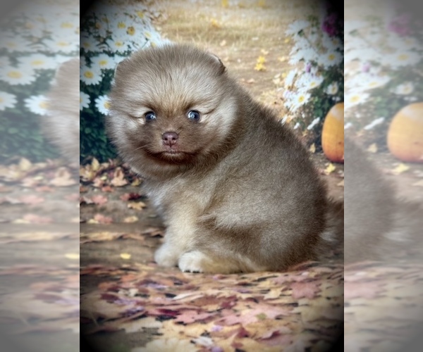 Medium Photo #3 Pomeranian Puppy For Sale in BLANCHARD, OK, USA