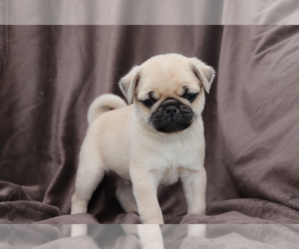 View Ad Chug Puppy for Sale near Ohio, SHILOH, USA. ADN204581