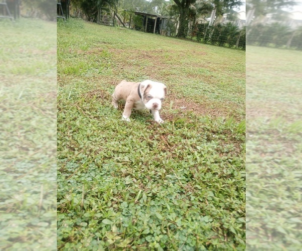 Medium Photo #4 Boston Terrier Puppy For Sale in LOXAHATCHEE, FL, USA