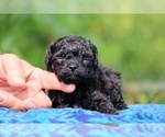 Small #5 Poodle (Toy)