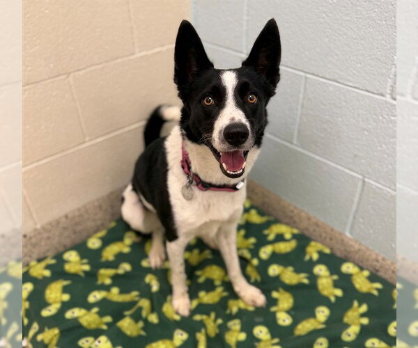 Medium Photo #1 Border Collie Puppy For Sale in Brighton, CO, USA
