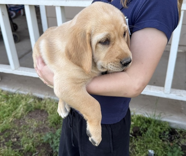 Medium Photo #4 Labrador Retriever Puppy For Sale in WADDELL, AZ, USA