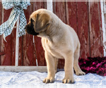 Small Photo #14 Mastiff Puppy For Sale in WAKARUSA, IN, USA