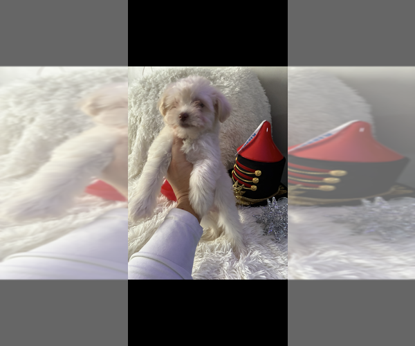 Medium Photo #12 Maltese-Poodle (Toy) Mix Puppy For Sale in AUGUSTA, GA, USA