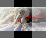 Small #11 Maltese-Poodle (Toy) Mix