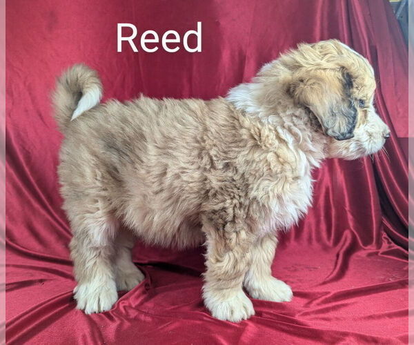 Medium Photo #6 Bernedoodle Puppy For Sale in CANON CITY, CO, USA