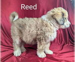 Small Photo #6 Bernedoodle Puppy For Sale in CANON CITY, CO, USA