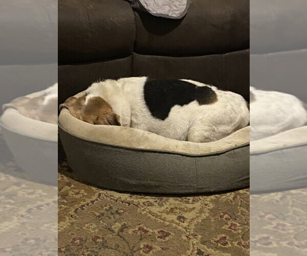 Medium Photo #3 Beagle-Unknown Mix Puppy For Sale in Aurora, IN, USA