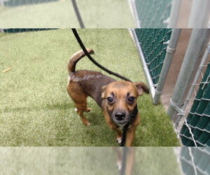 Chihuahua Dogs for adoption in Downey, CA, USA