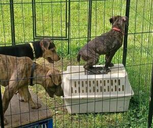 Mountain Feist Puppy for sale in MOUNT PLEASANT, IA, USA