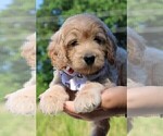 Small #24 Goldendoodle