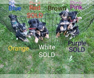 Border Collie-Siberian Husky Mix Puppy for sale in Edmonton, Alberta, Canada