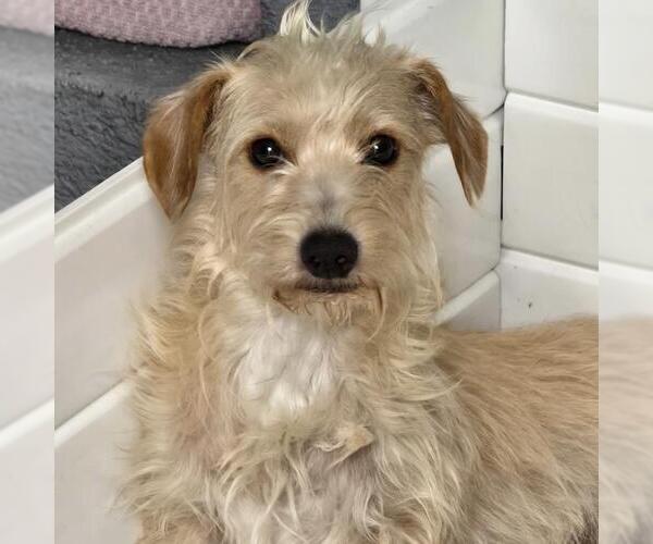 Medium Photo #3 Poodle (Miniature)-Unknown Mix Puppy For Sale in San Diego, CA, USA