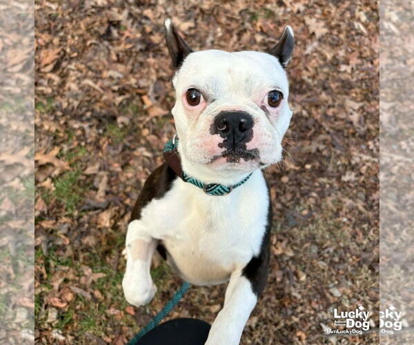 Medium Photo #1 Boston Terrier-Unknown Mix Puppy For Sale in Washington, DC, USA
