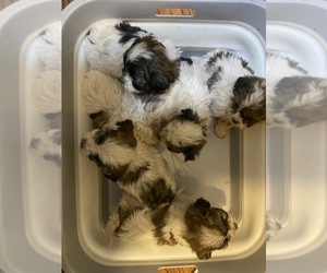 ShihPoo Puppy for sale in INMAN, SC, USA