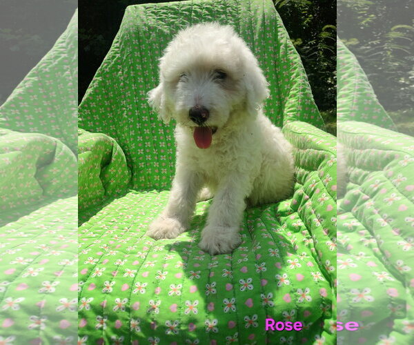 Medium Photo #1 Pyredoodle Puppy For Sale in Croydon, NH, USA