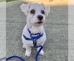 Small Maltipoo (Miniature)