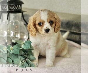 Cavachon Puppy for sale in BIRD IN HAND, PA, USA
